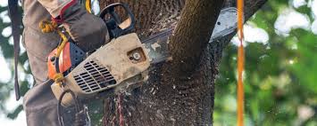 How Our Tree Care Process Works  in  Clayton, OH