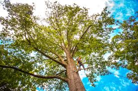 Best Firewood Processing and Delivery  in Clayton, OH