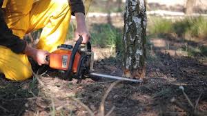Best Tree Preservation Services  in Clayton, OH