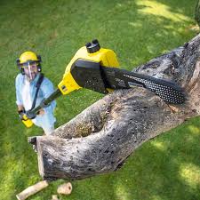 Best Tree Removal  in Clayton, OH
