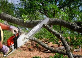Best Lawn Pest Prevention  in Clayton, OH