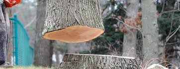 Best Fruit Tree Pruning  in Clayton, OH
