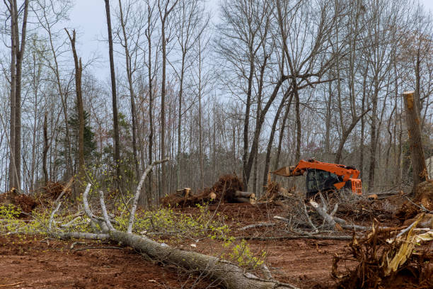 Best Tree Maintenance Programs  in Clayton, OH