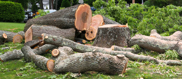 Best Hazardous Tree Removal  in Clayton, OH