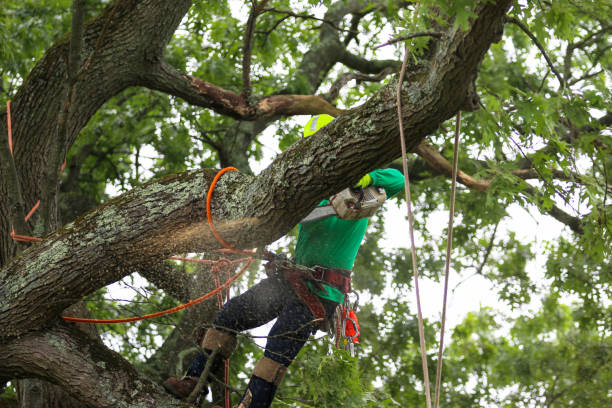 Best Palm Tree Trimming  in Clayton, OH