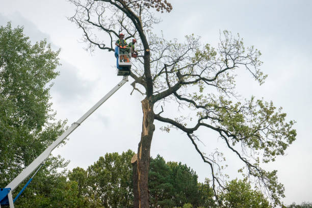 Best Tree Health Inspection  in Clayton, OH
