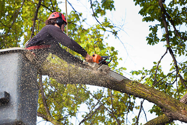 Best Tree and Shrub Care  in Clayton, OH