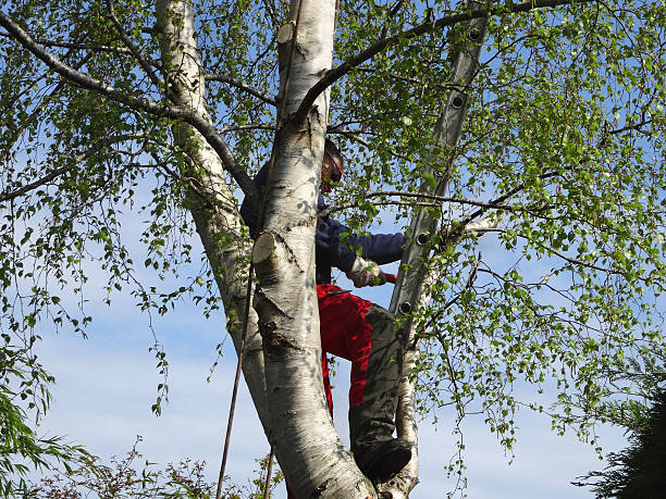 Best Root Management and Removal  in Clayton, OH