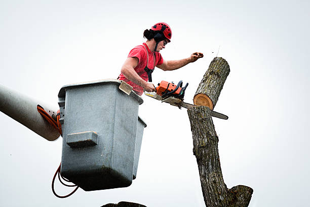  Clayton, OH Tree Care Pros