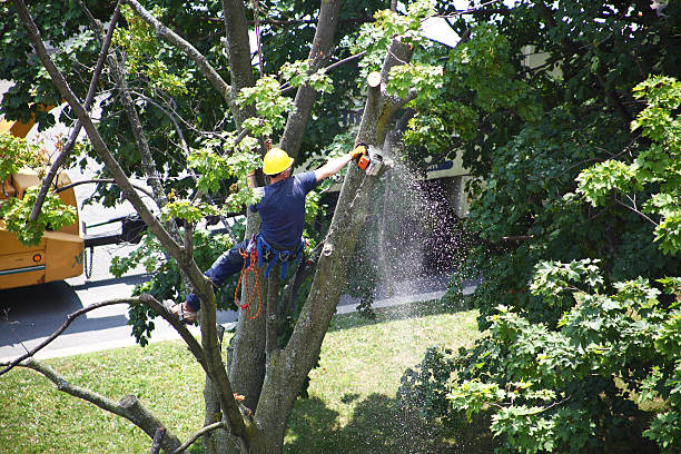 Best Utility Line Clearance  in Clayton, OH