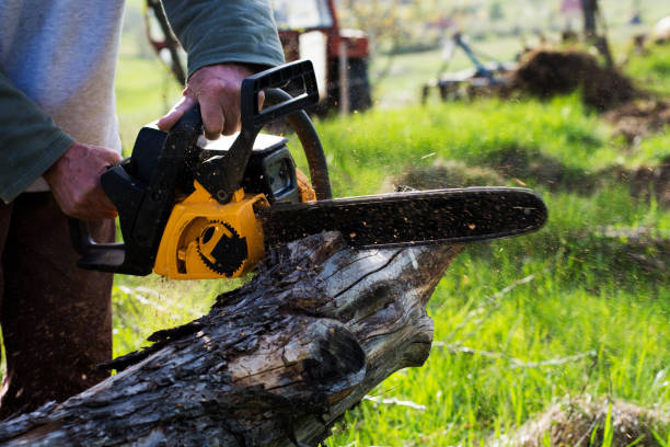 Best Storm Damage Tree Cleanup  in Clayton, OH