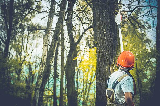 Best Arborist Consultation Services  in Clayton, OH